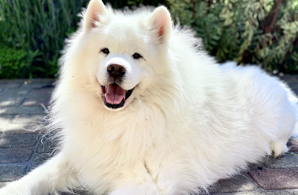 Large white store fluffy dog breed