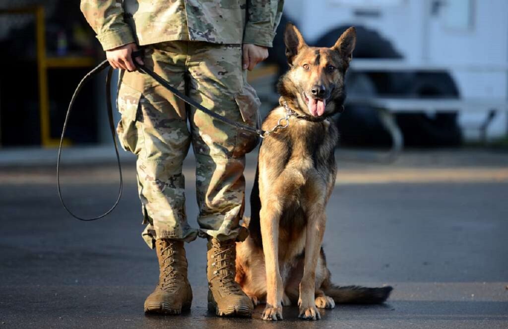 Top 15 Military Breeds Serving Nations: Unsung Canine Heroes