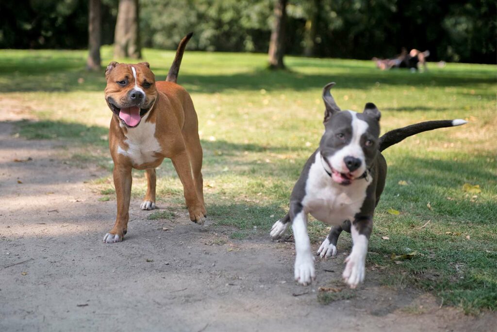 Pitbull Attack Statistics - Fact Or Fiction? (27 Eye-opening Stats)