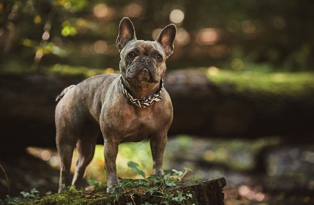 Cost of purebred sales french bulldog