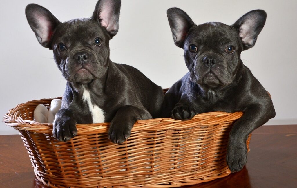 French bulldog cesarean section hot sale cost