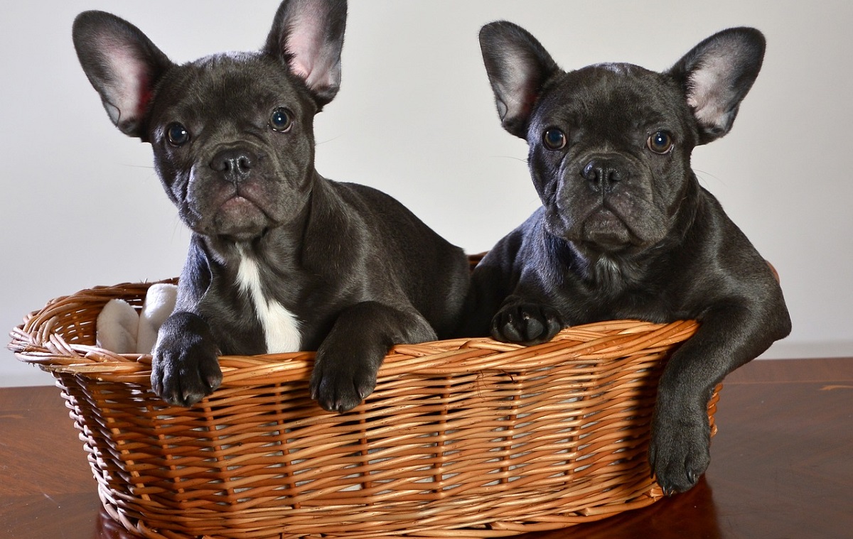 French Bulldog Cost Total Expense Breakdown For Budgeting