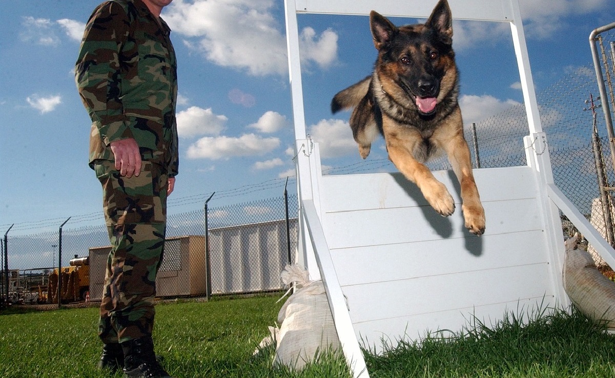 How to train an aggressive dog don t quit before reading it