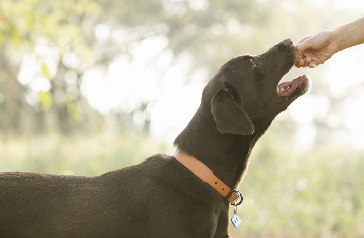 How to train an aggressive dog don t quit before reading it