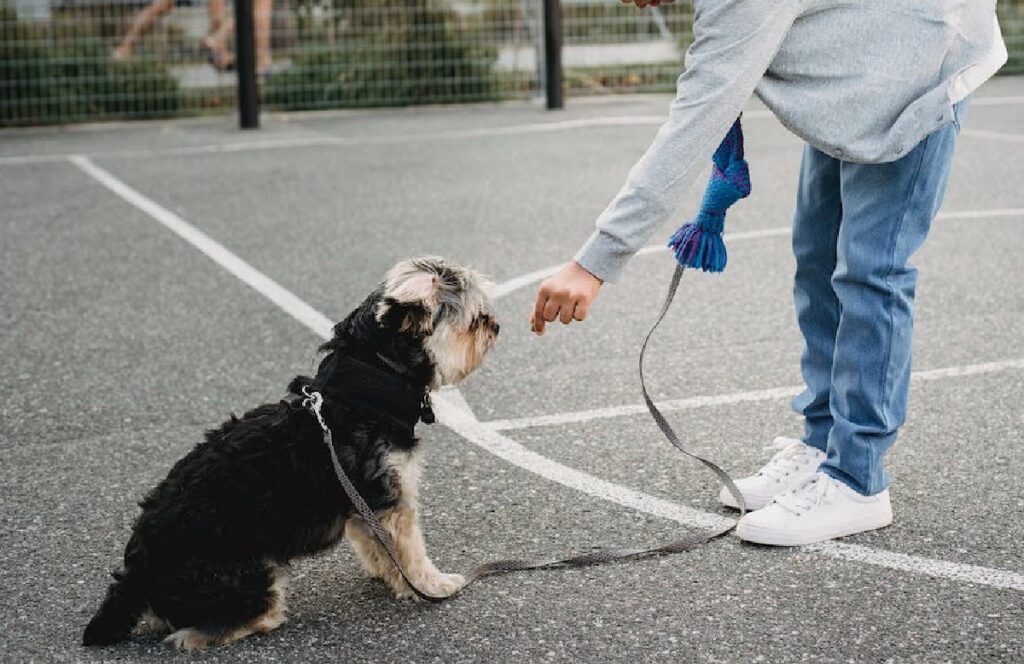 Clicker training is a great way to teach your dog new commands and