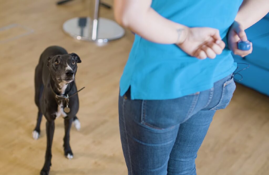 Clicker training is a great way to teach your dog new commands and