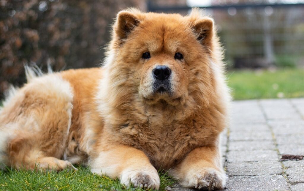 Super fluffy big store dog