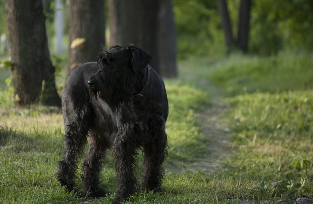 Big clearance black puppy