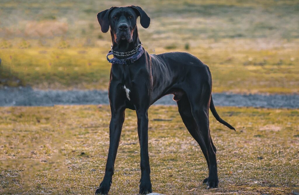 Giant black shop dog breed