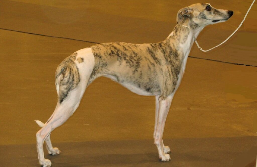 large brindle dog breeds
