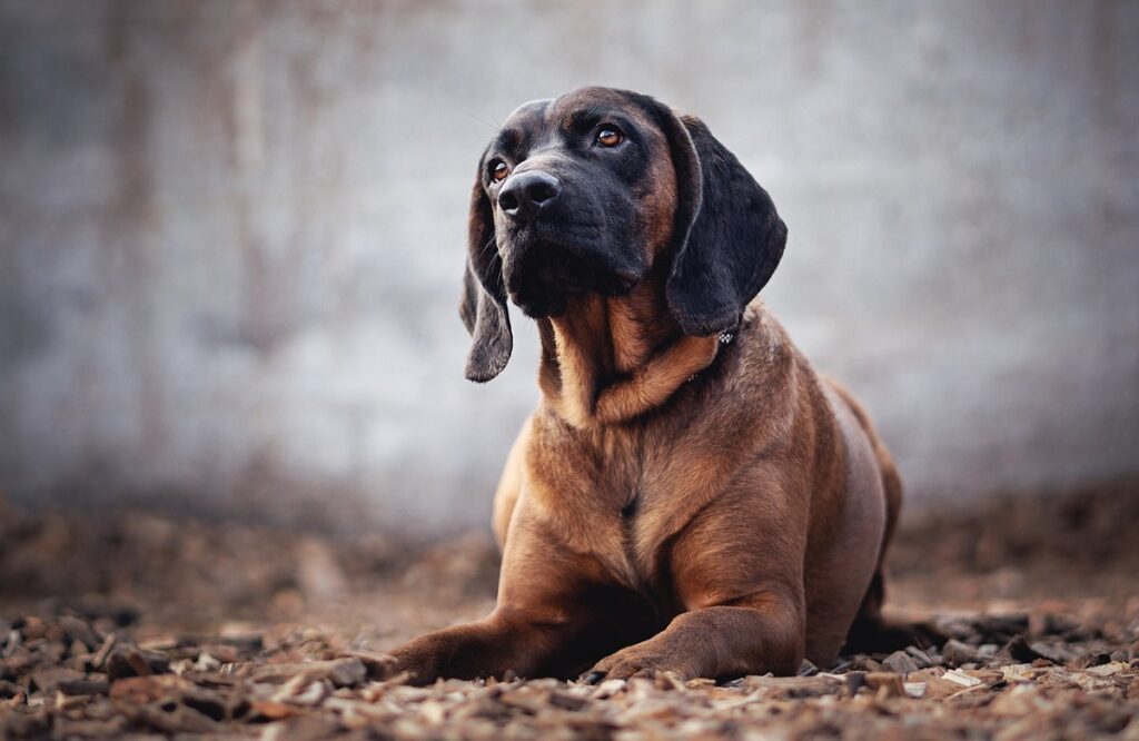 20 Best Hound Dog Breeds - Hound Dogs