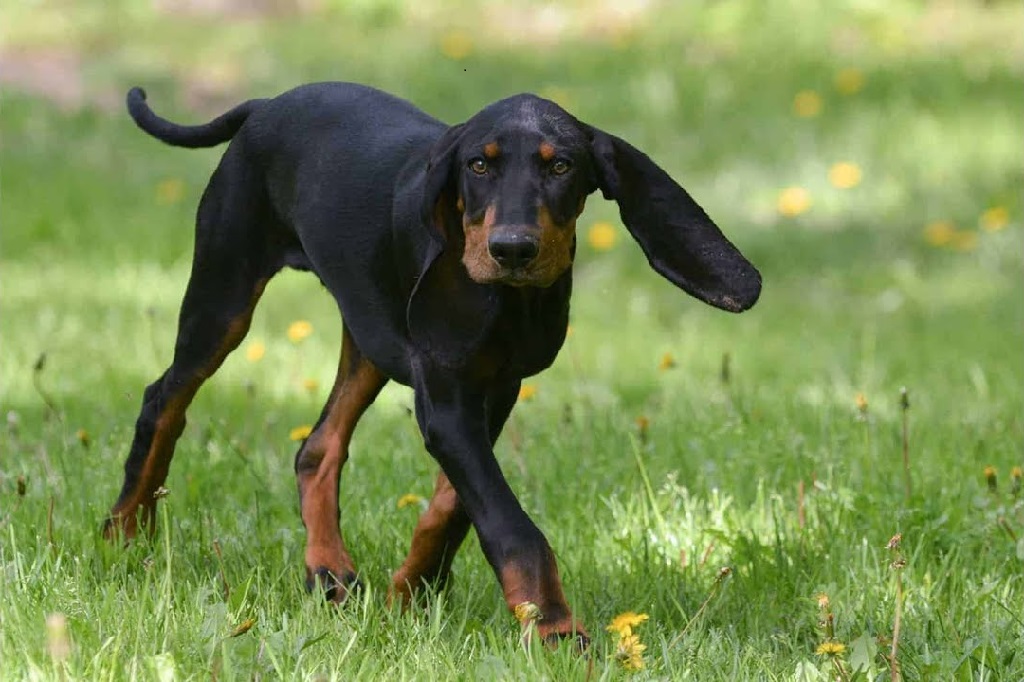 Large hound outlet breeds