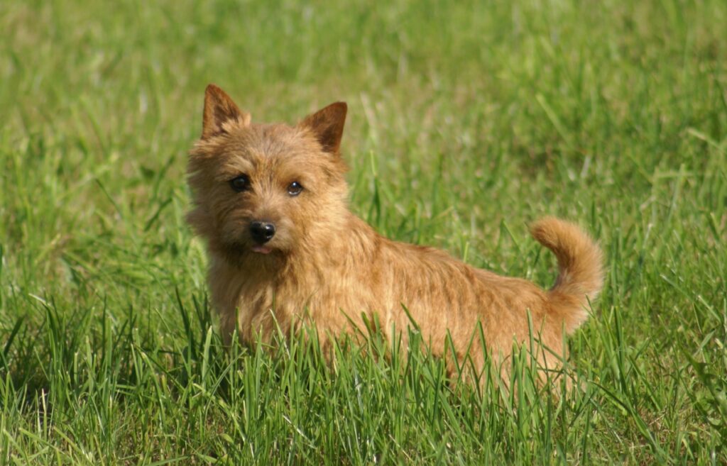 small terriers
