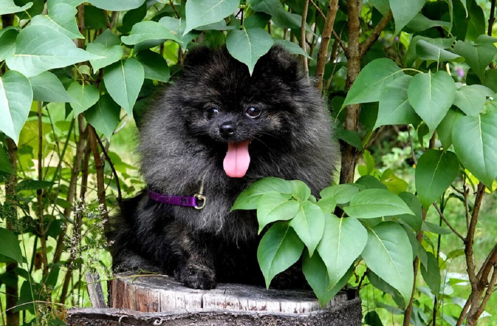 Little black fluffy clearance dog