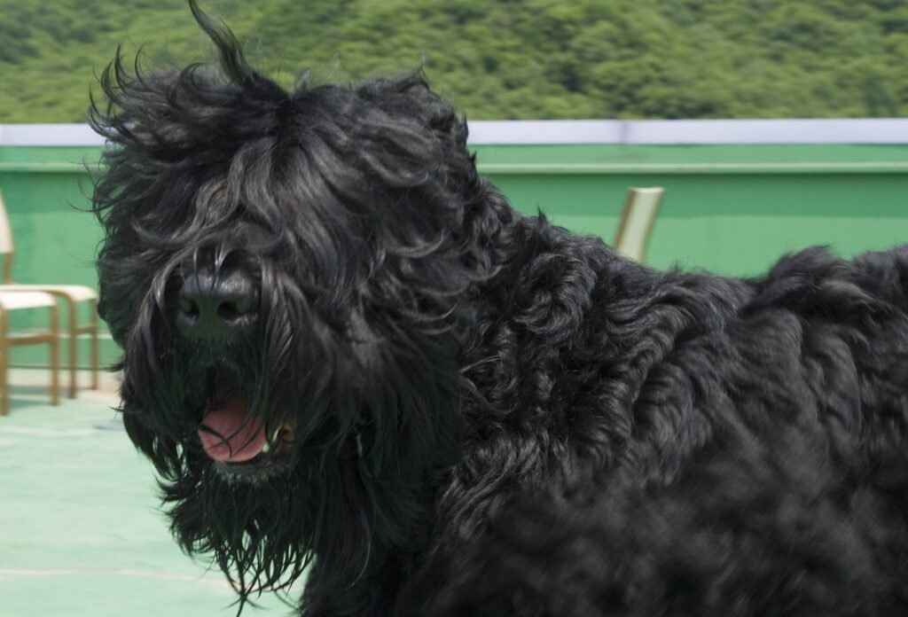 Large black 2025 curly hair dog