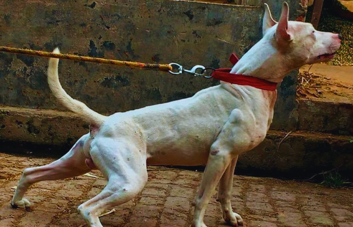 The 15 Most Dangerous Dog Breeds In 2024
