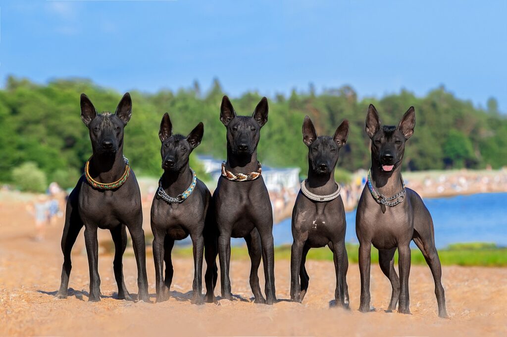 races de chiens mexicains