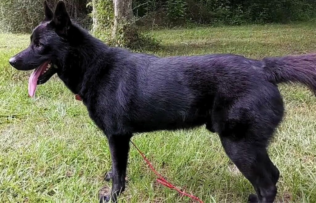 Black mexican wolf store dog