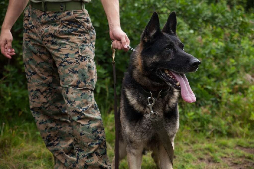 Military working best sale dog breeds