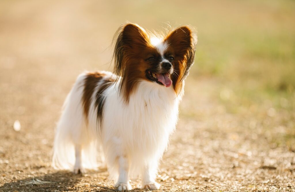 Long haired toy outlet dog