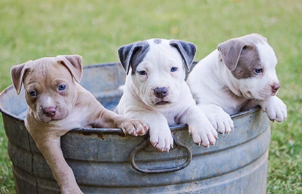 Little hotsell pit bulls