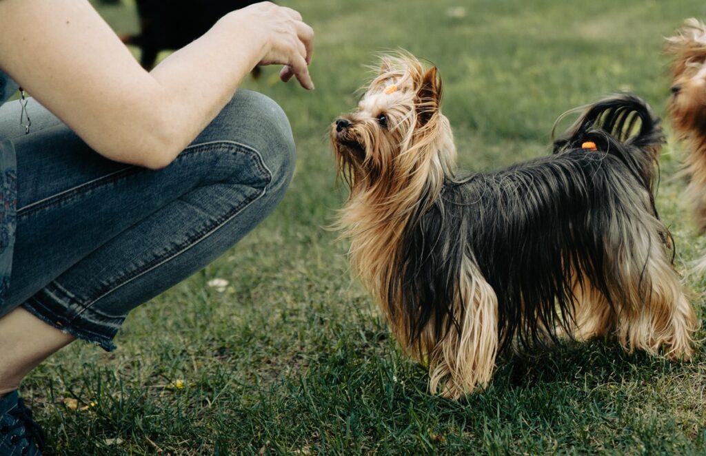 miniature dog breeders
