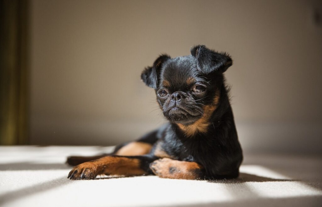 small stature miniature dogs