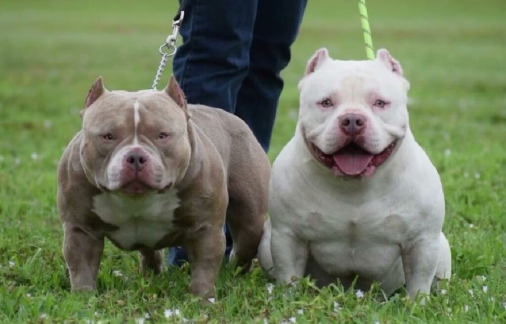 Pocket store pit dog