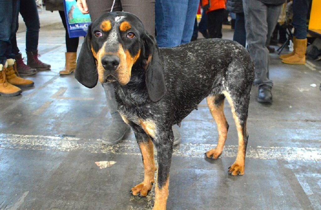 20 Best Hound Dog Breeds - Hound Dogs