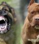 most dangerous dog breeds