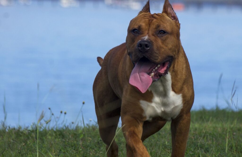 What is the most dangerous (individual) dog breed in the world