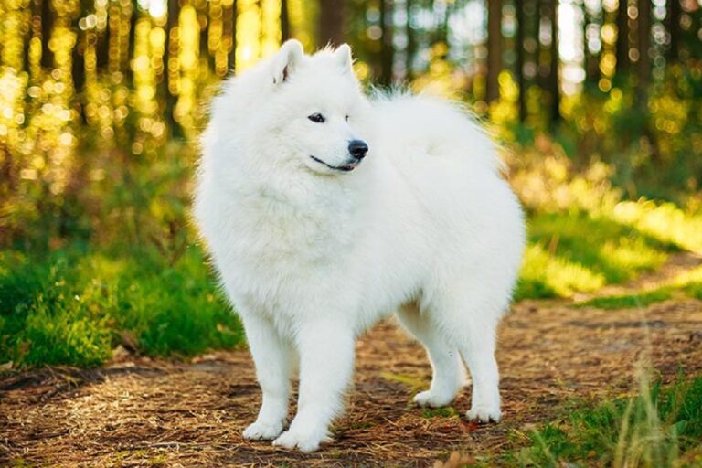 15 Most Expensive Dog Breeds In 2024 Doggy AList
