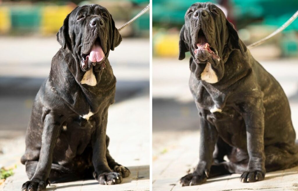 Grey, Black And Brown Puppies Breed Neapolitana Mastino. Dog