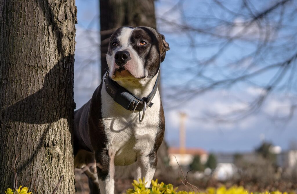 pictures of the cutest dogs in the world 