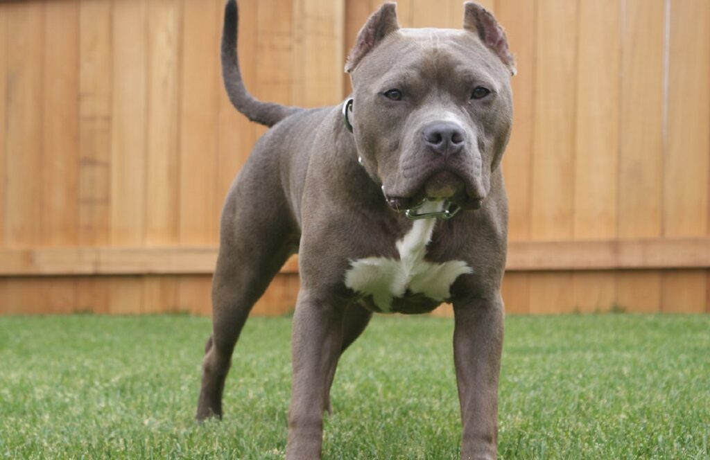 tri color pitbulls