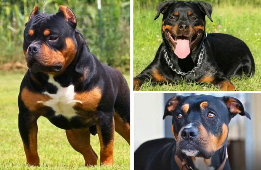 Different type best sale of pitbull dogs