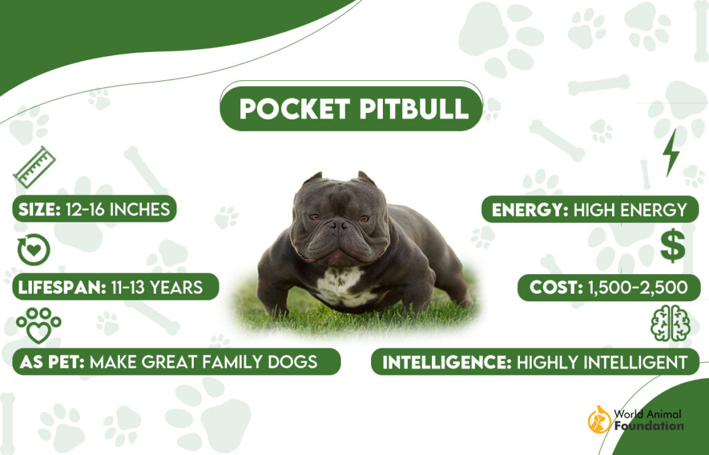 Pocket Pitbull Dog Breed Cute Companion Among Small Pitbulls