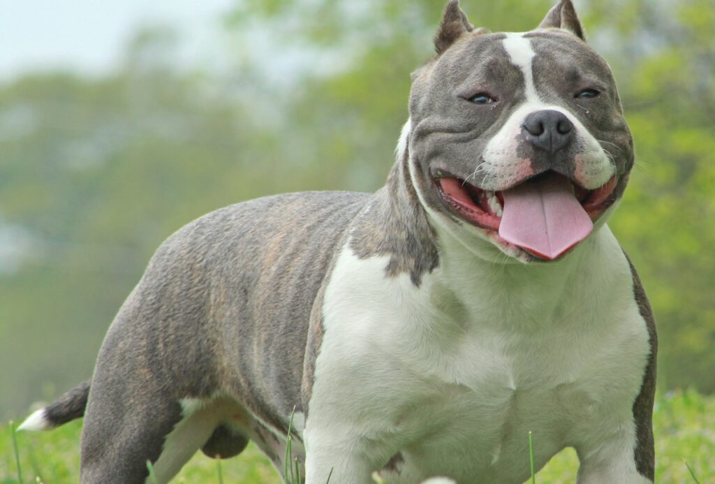 Mini blue deals nose pitbull