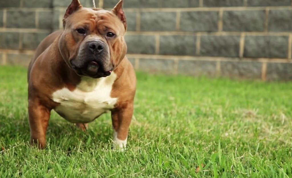 Short stocky outlet pitbull