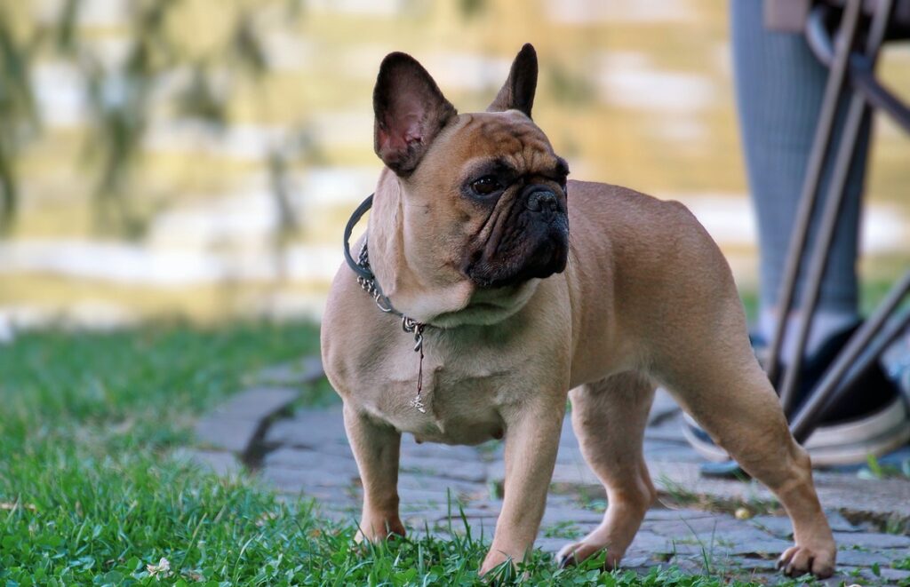 Premium Photo  Close up brindle french bulldog playing with his toys on  the bed