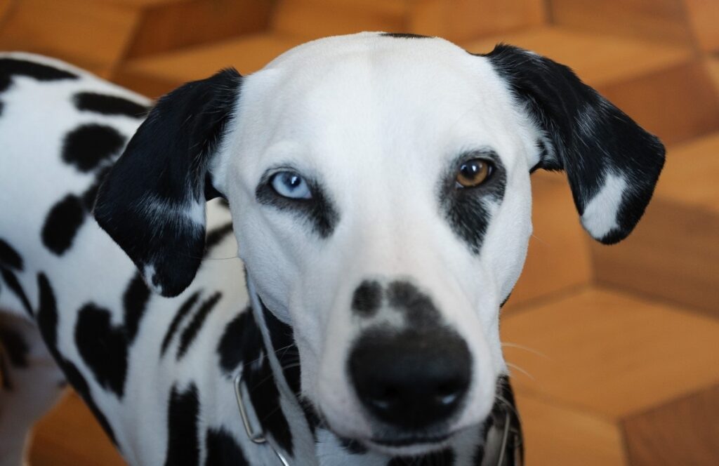 Blue eyed hot sale dalmatian