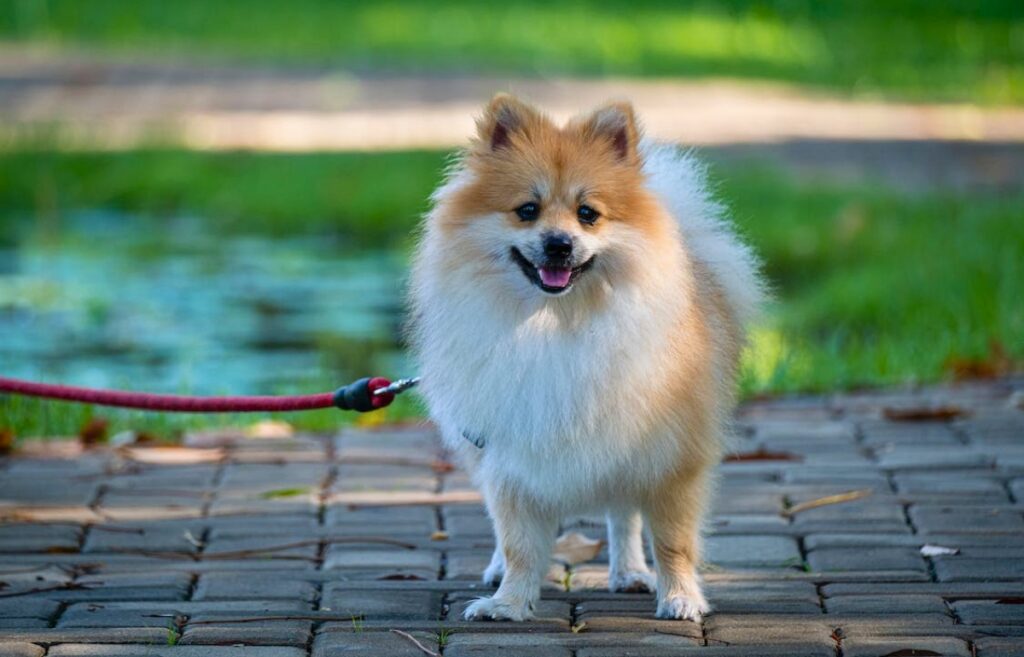 list small dog breeds
