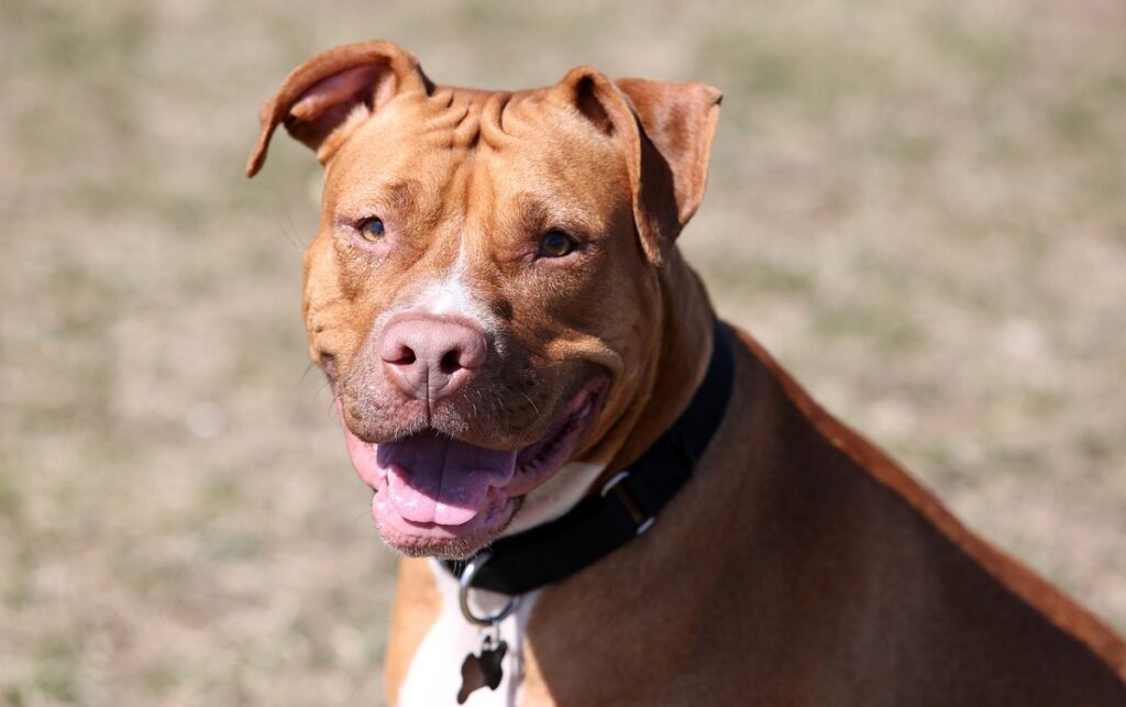 Red nose pitbull hot sale and boxer mix