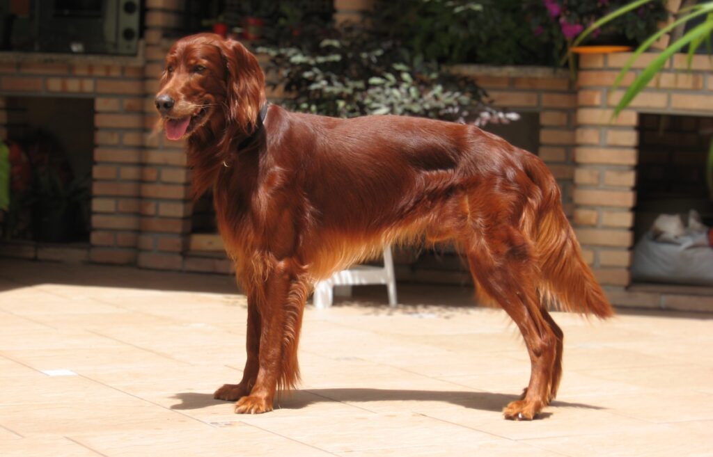 Big red 2025 dog breed