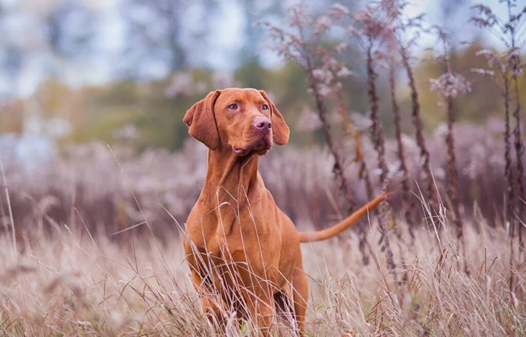 Large red 2025 dog breeds