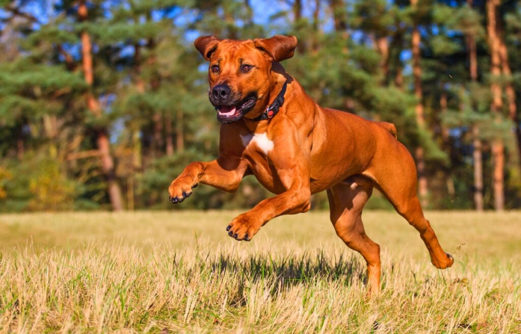 Big red 2025 dog breed