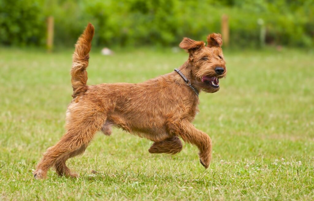 Red short haired dog sales breeds