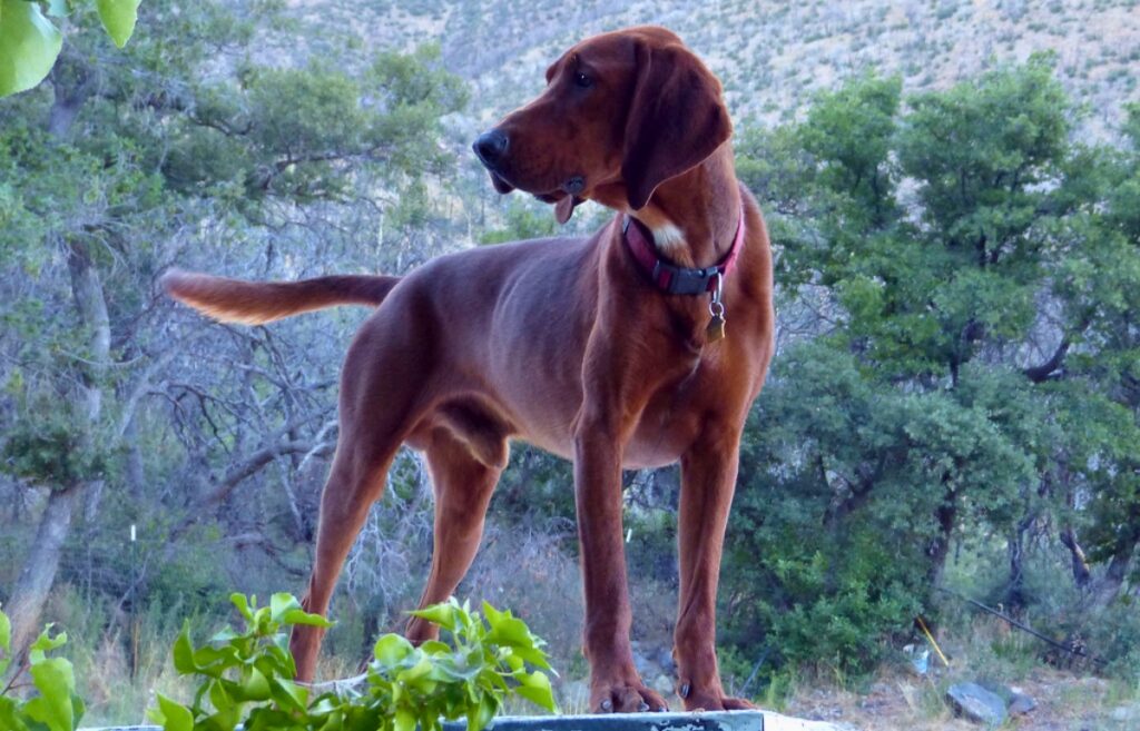 Red haired hunting sales dog