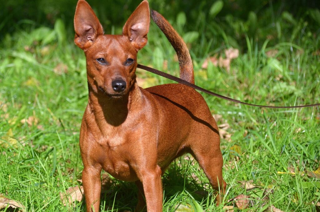 Breed of clearance red dog