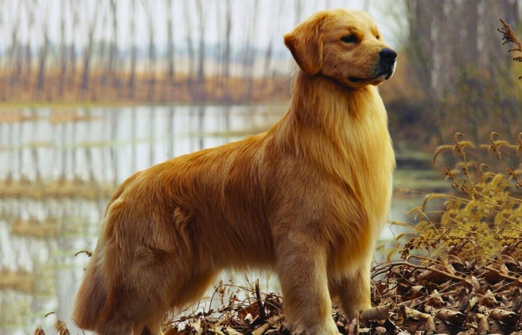 Long haired hot sale red retriever